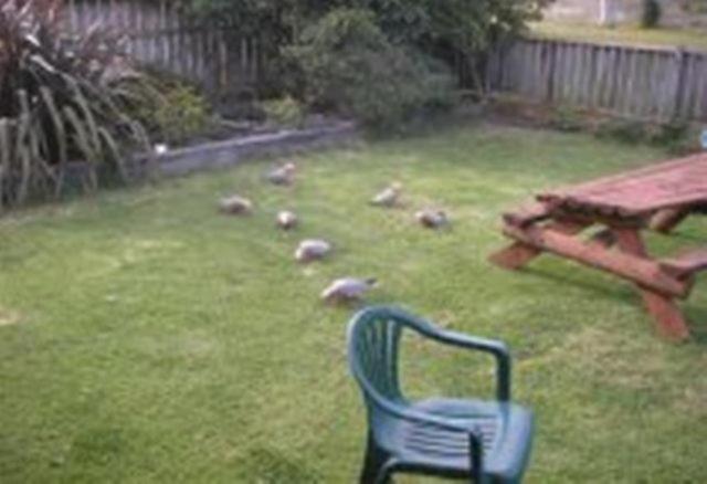 Apollo Bay Backpackers Lodge Экстерьер фото